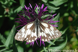 Melanargia galathea serena